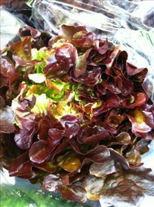 Cos or Romaine Lettuce