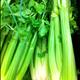 Celery