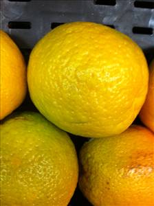 Valencia Oranges